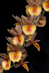 Catamodes Dragons Glade Sunset Valley Orchids AM/AOS 85 pts.